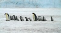 Google Disavow Tool Penguin Update